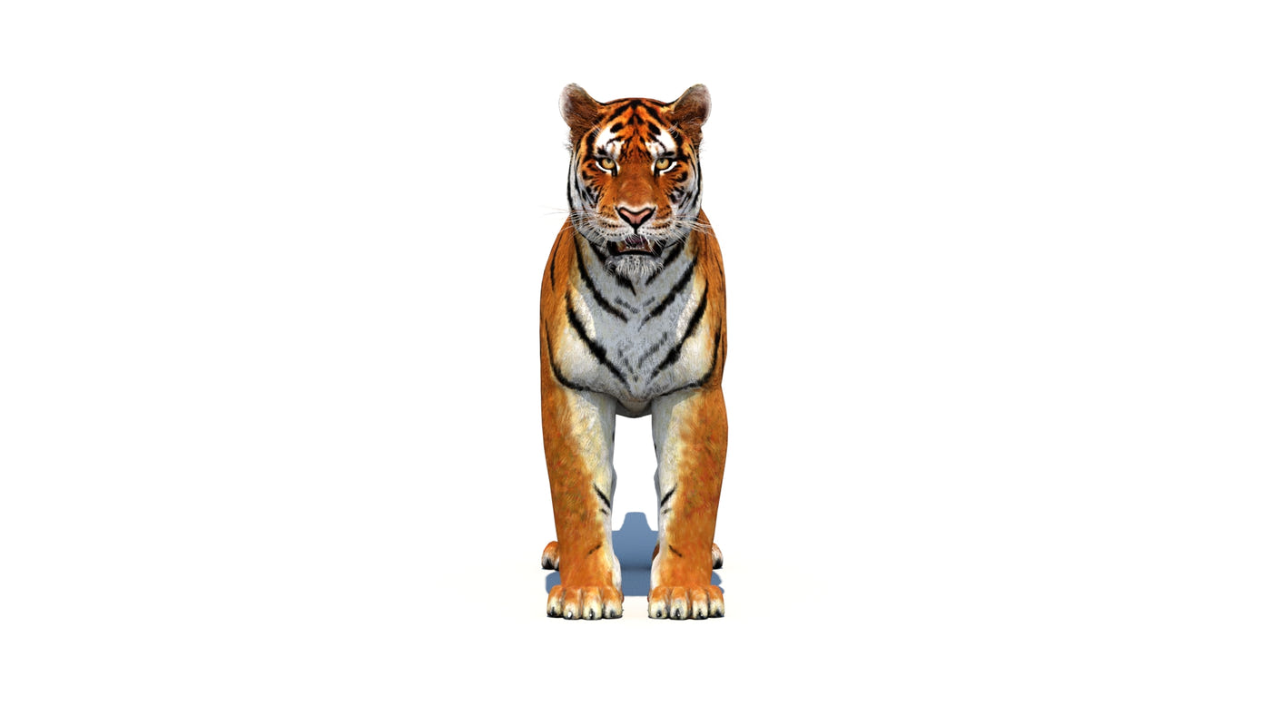 Big Cats 03 3D Model - 360 Degree View