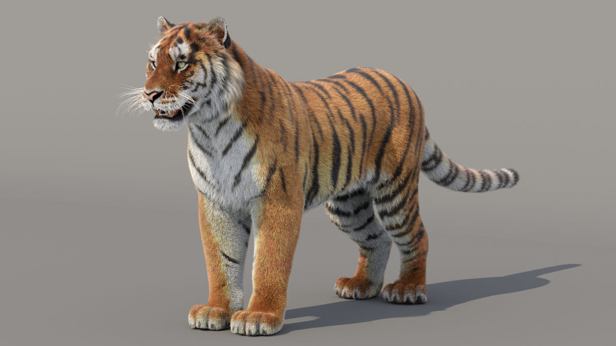 Siberian Tiger 3D Model with Realistic Fur