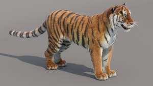 Tiger Amur 3D Model with Realistic Fur Thumbnail