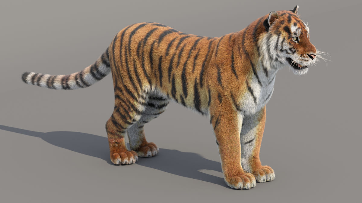 Tiger Amur 3D Model with Realistic Fur