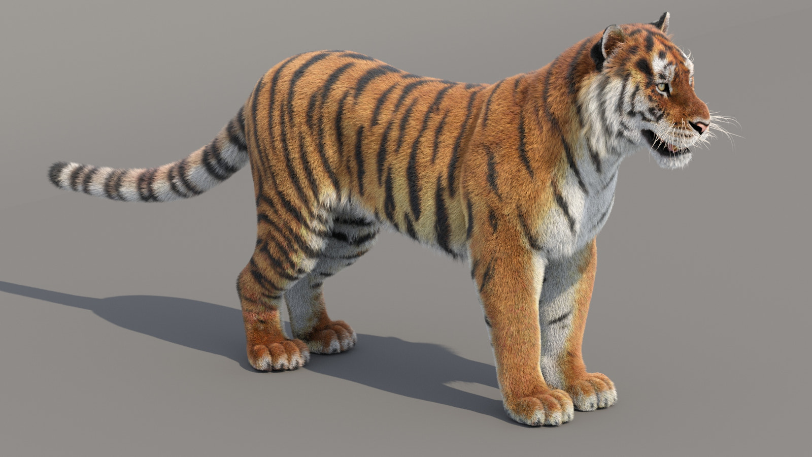 Tiger Amur 3D Model with Realistic Fur