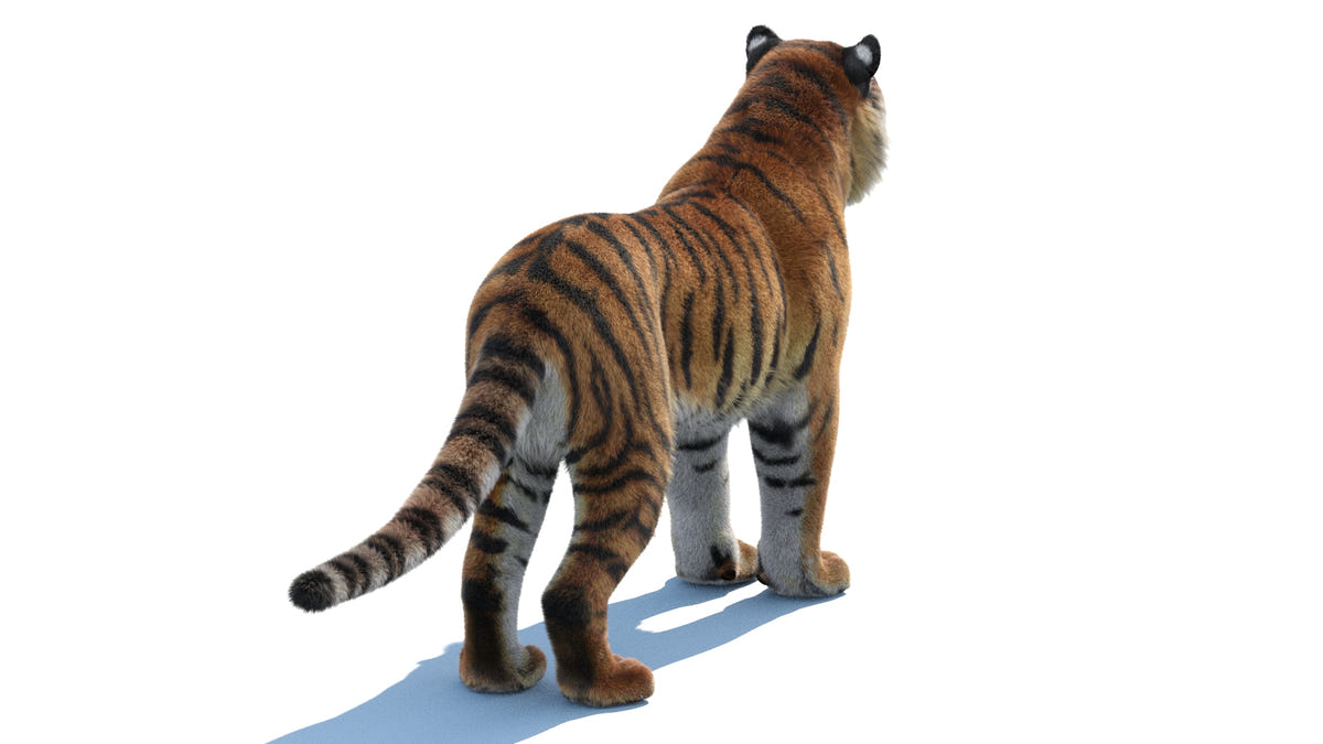 Tiger 3D Model with Fur