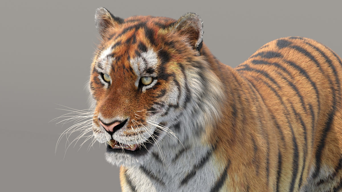 Siberian Tiger 3D Model with Realistic Hair and Fur