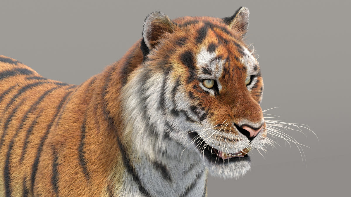 Siberian Tiger 3D Model with Realistic Fur