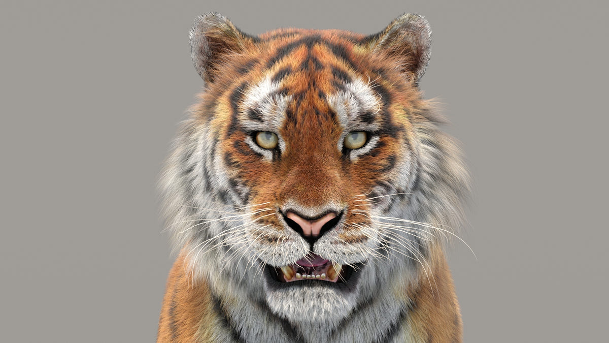 Siberian Tiger 3D Model with Realistic Fur