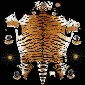 Siberian Tiger 3D Model Body UVs Thumbnail