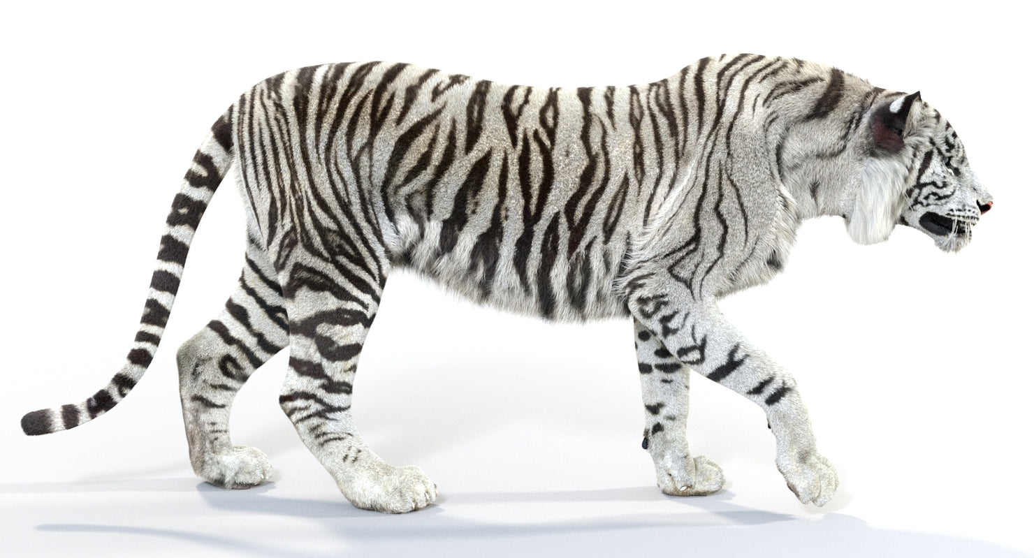 Animated White Tiger 3D Model with Fur Walking