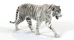 Big Cats Ultimate 3d Models Bundle Thumbnail