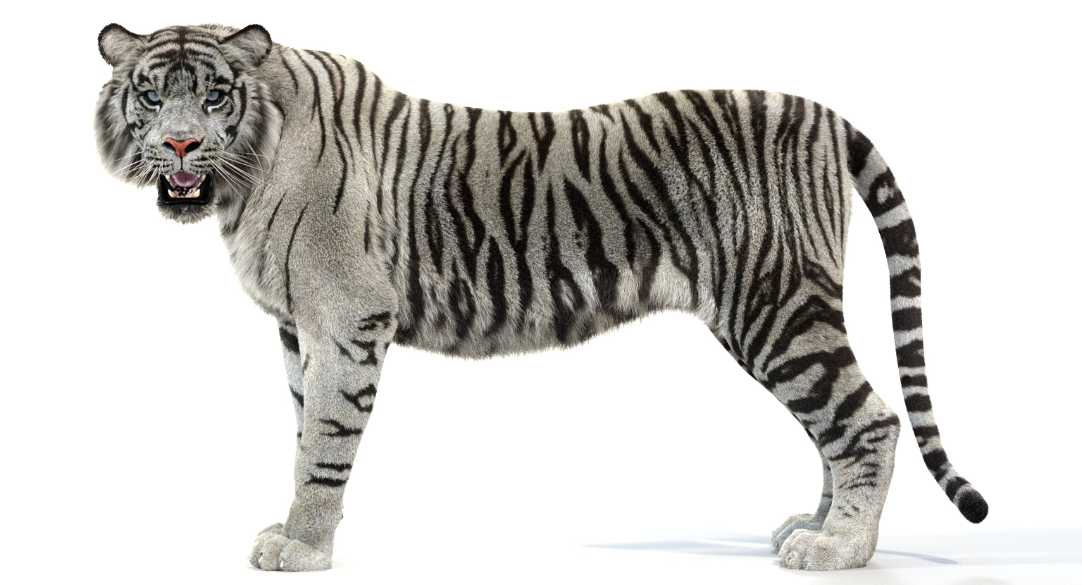 Animated White Tiger 3D Model with Fur