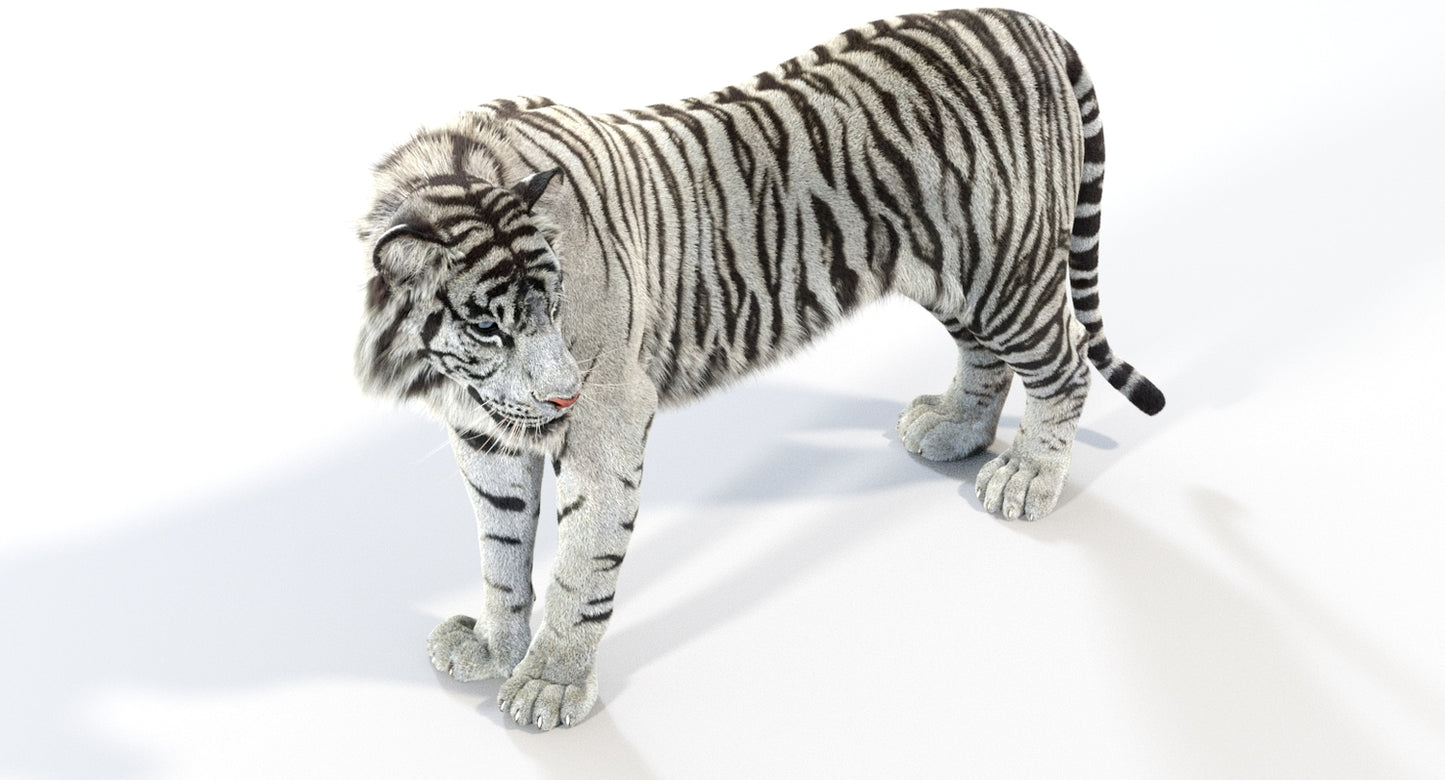 Animated White Tiger 3D Model with Fur