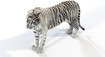 Animated White Tiger 3D Model with Fur
