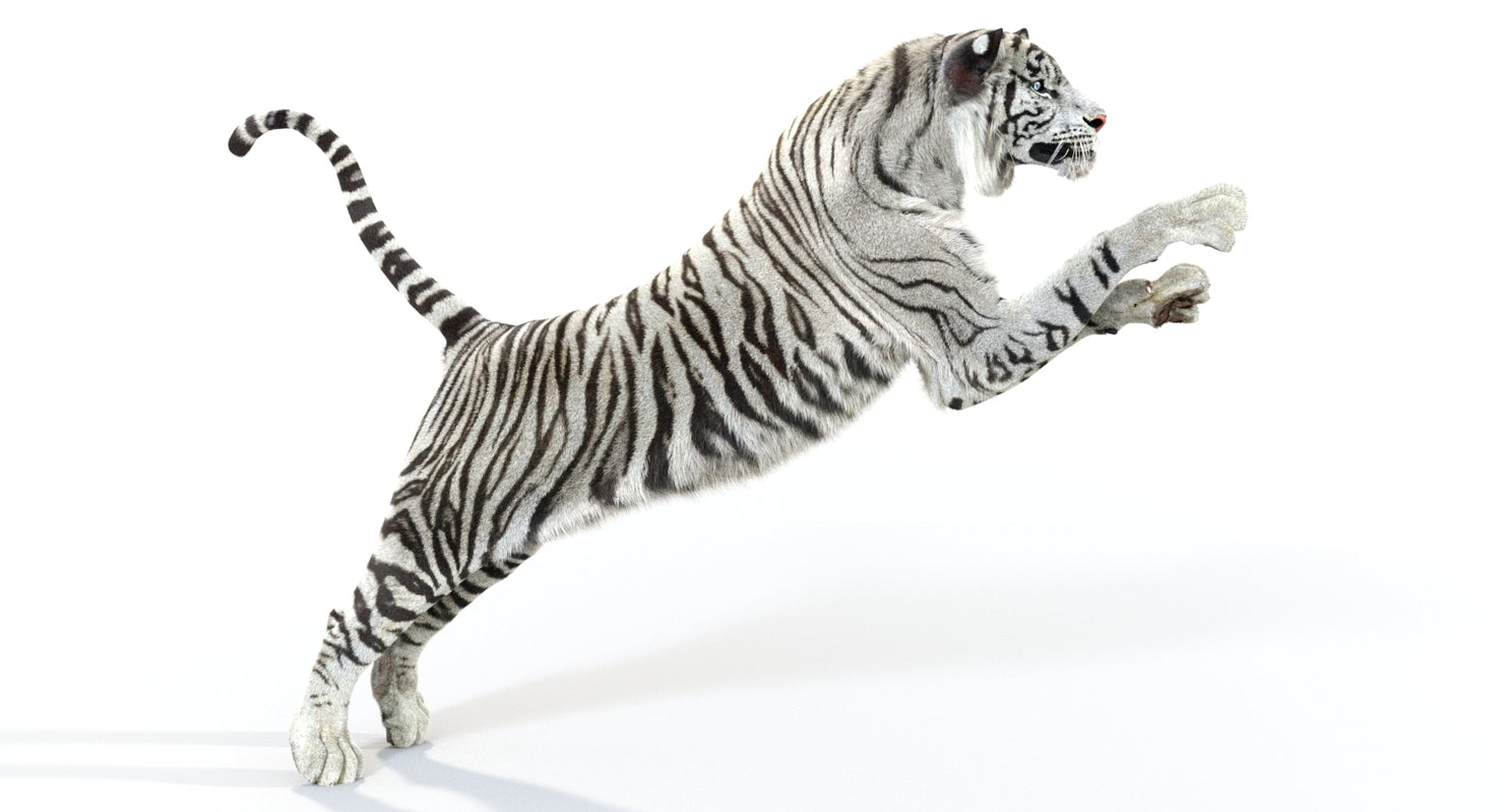 Animated White Tiger 3D Model with Fur - Jumping