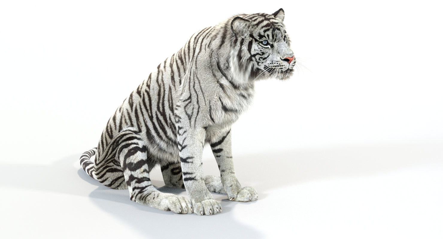 Animated White Tiger 3D Model with Fur Sitting