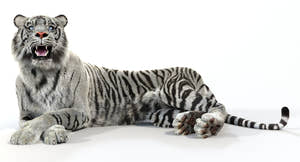 Animated White Tiger 3D Model with Fur Laying Down Thumbnail