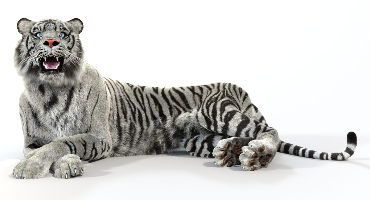 Animated White Tiger 3D Model with Fur Laying Down