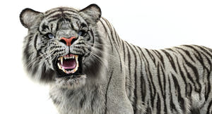 Animated White Tiger 3D Model with Fur - Head Close Up View Thumbnail