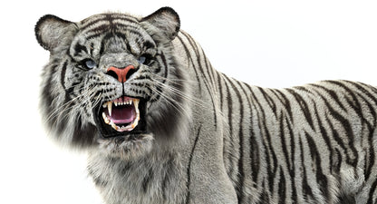 Animated White Tiger 3D Model with Fur