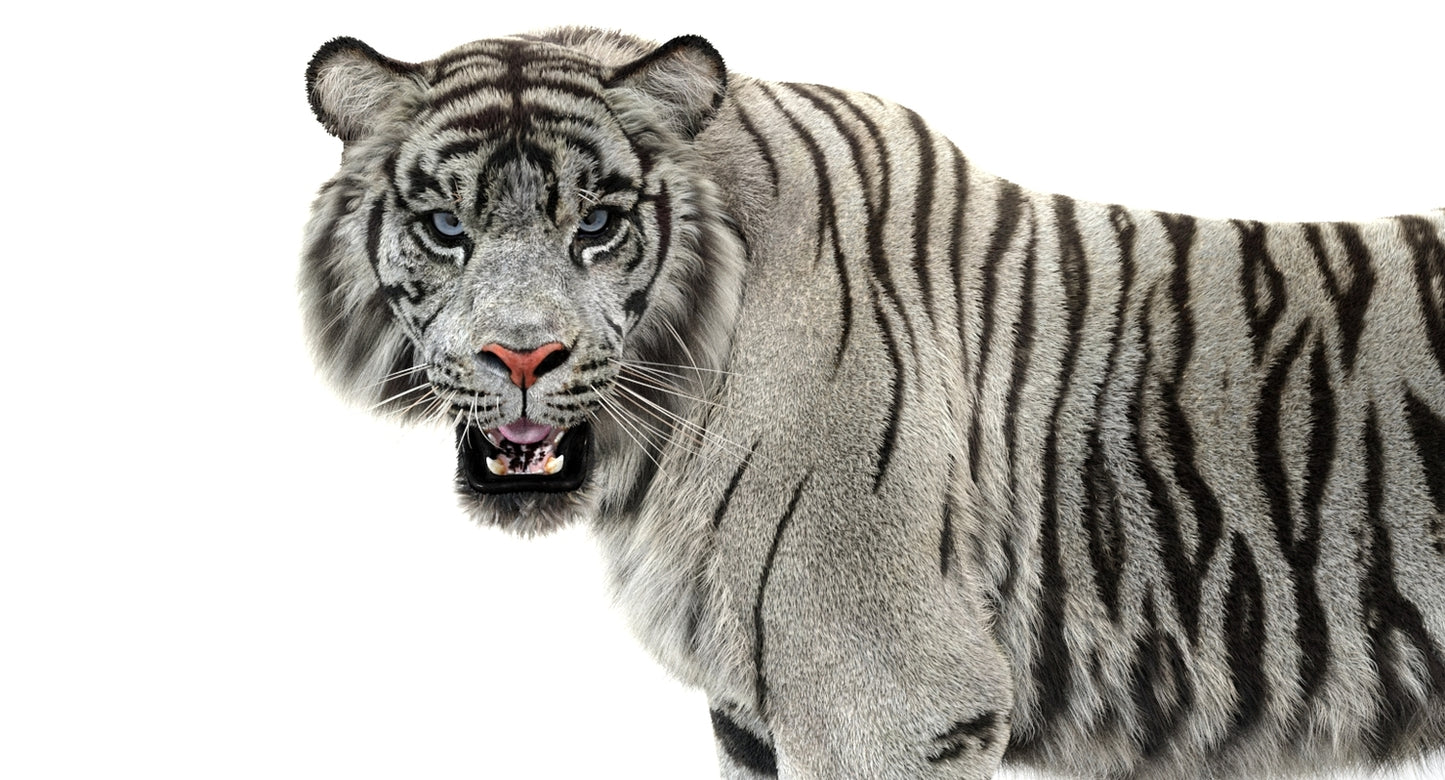 Animated White Tiger 3D Model with Fur