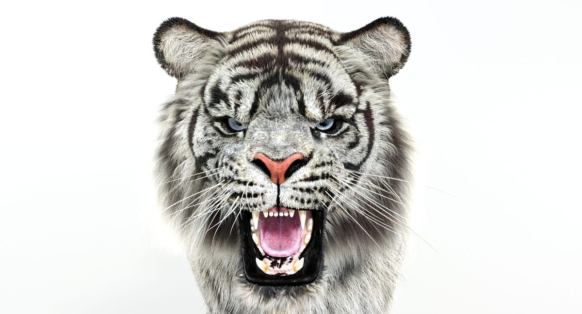 Animated White Tiger 3D Model with Fur - Head Close Up View