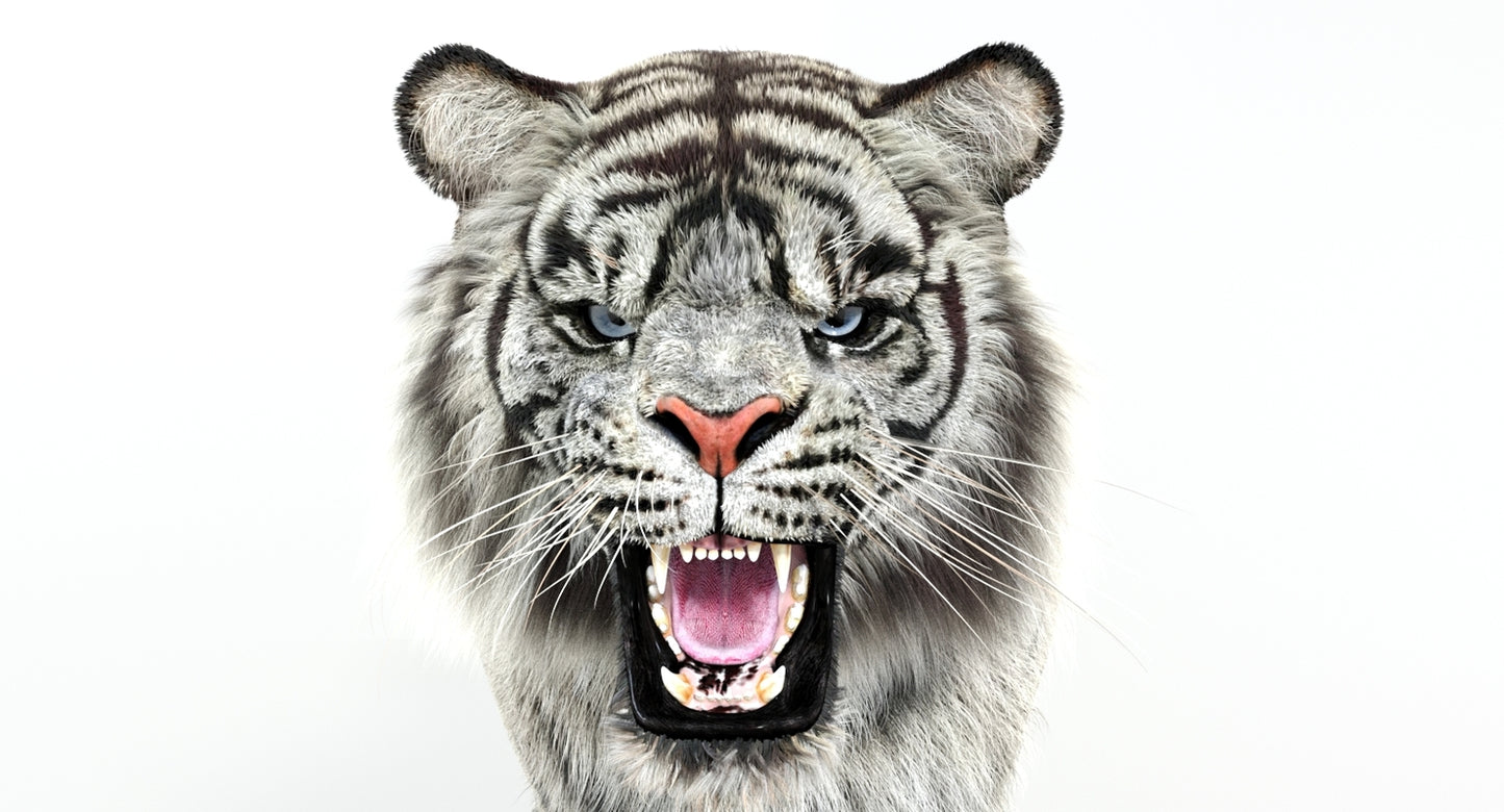 Animated White Tiger 3D Model with Fur