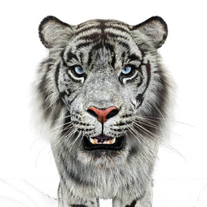 Animated White Tiger 3D Model with Fur - Head Close Up View Thumbnail