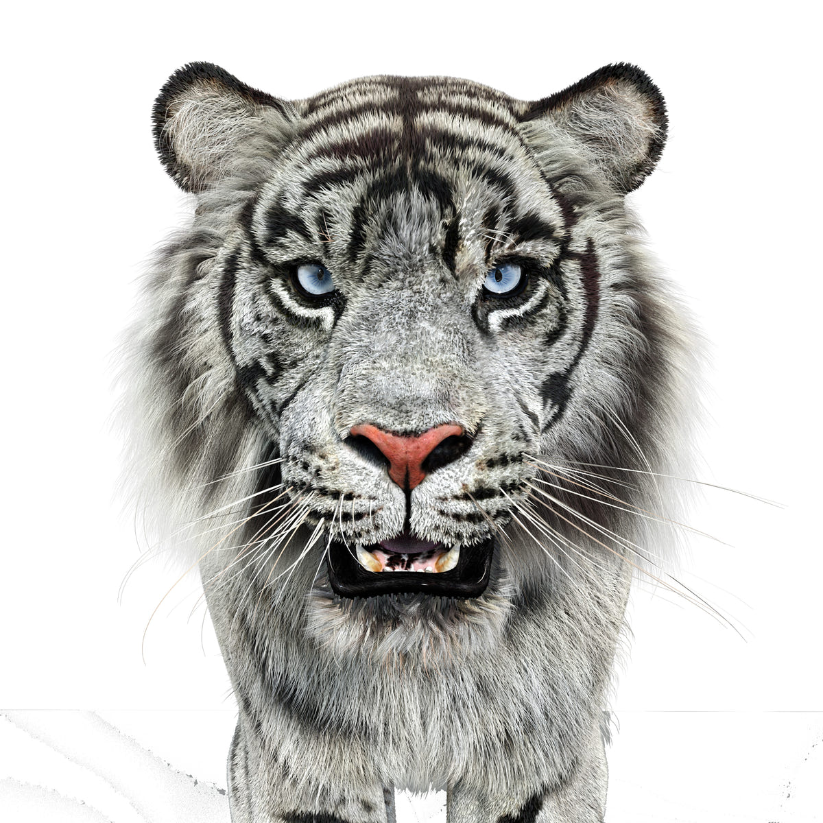 Animated White Tiger 3D Model with Fur - Head Close Up View