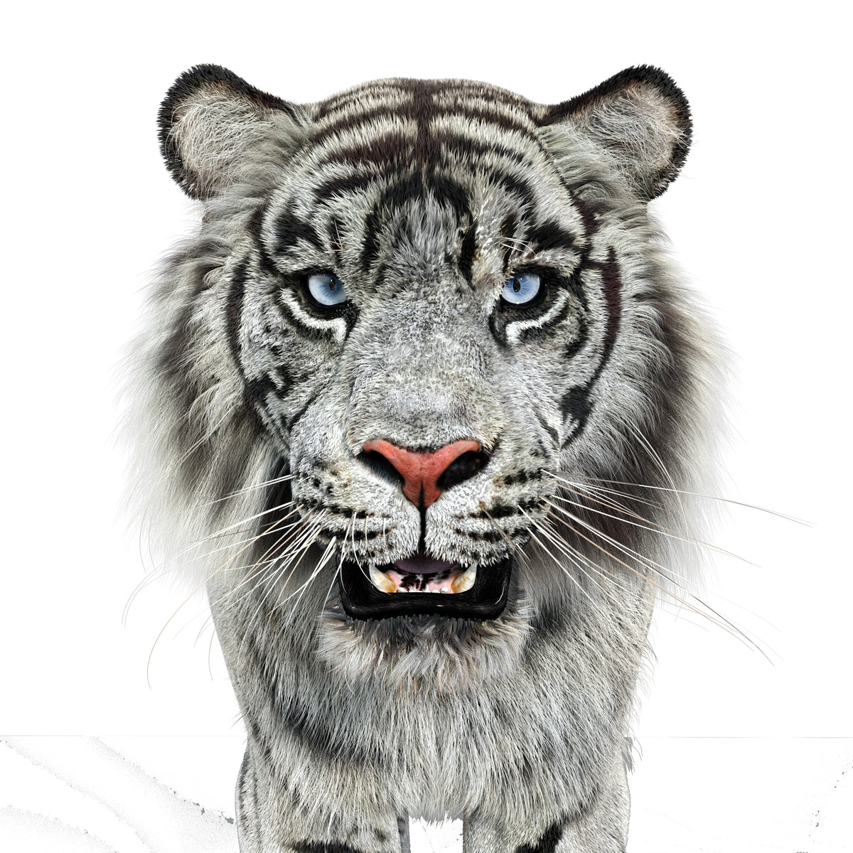 Animated White Tiger 3D Model with Fur - Head Close Up View