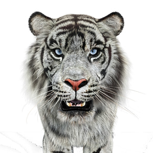 Animated White Tiger 3D Model with Fur - Head Close Up View Thumbnail