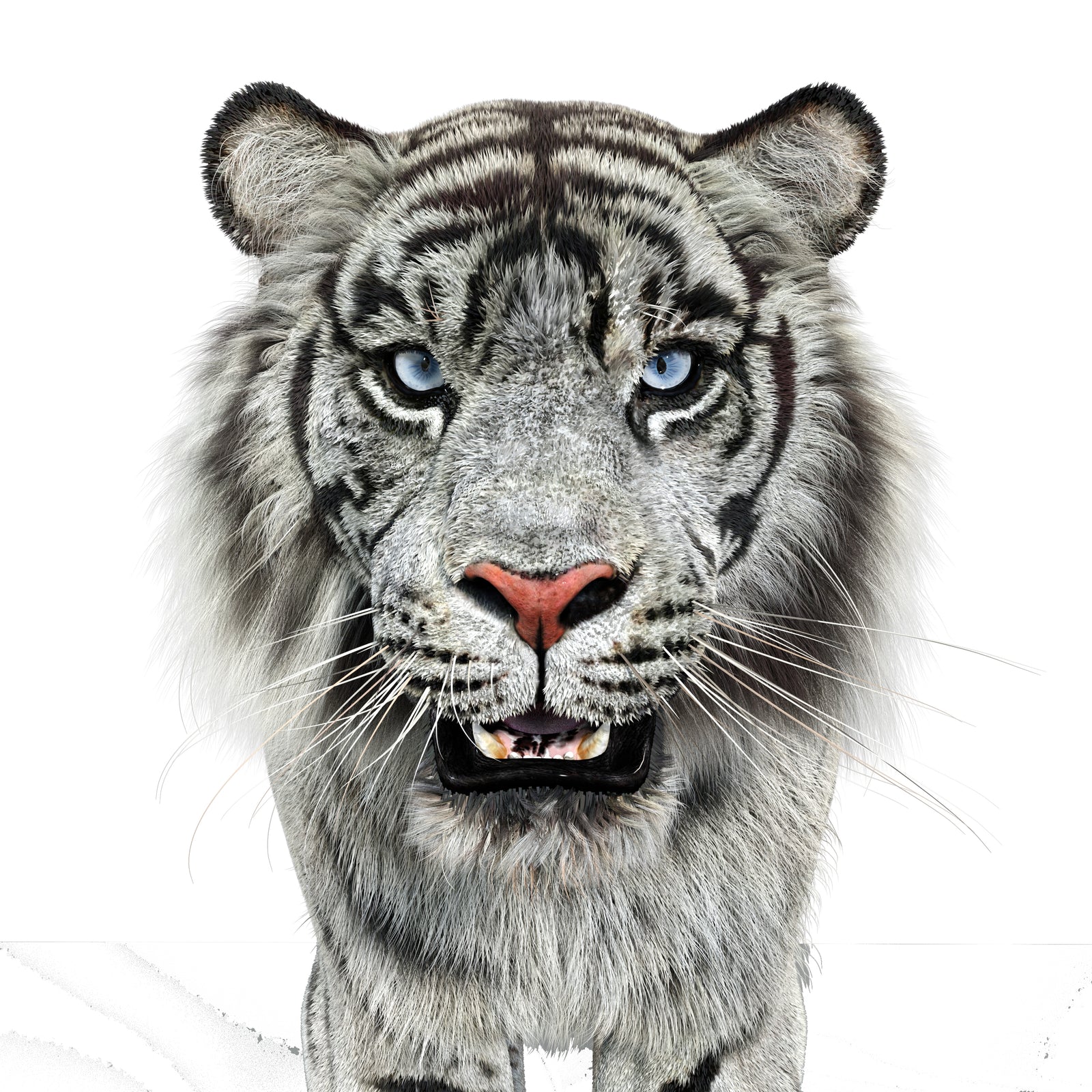 Animated White Tiger 3D Model with Fur - Head Close Up View