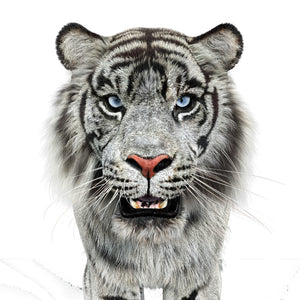 Animated White Tiger 3D Model with Fur - Head Close Up View Thumbnail