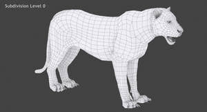 White Tiger 3D Model Wireframe View Subdivision Level 0 Thumbnail