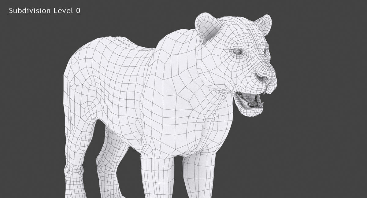 White Tiger 3D Model Close UP Wireframe View Subdivision Level 0