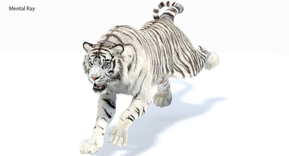 Animated White Tiger 3D Model with Fur
