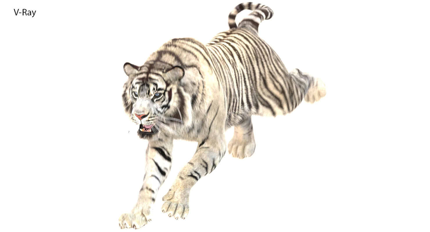 Animated White Tiger 3D Model with Fur - 3ds Max V-Ray Renderer