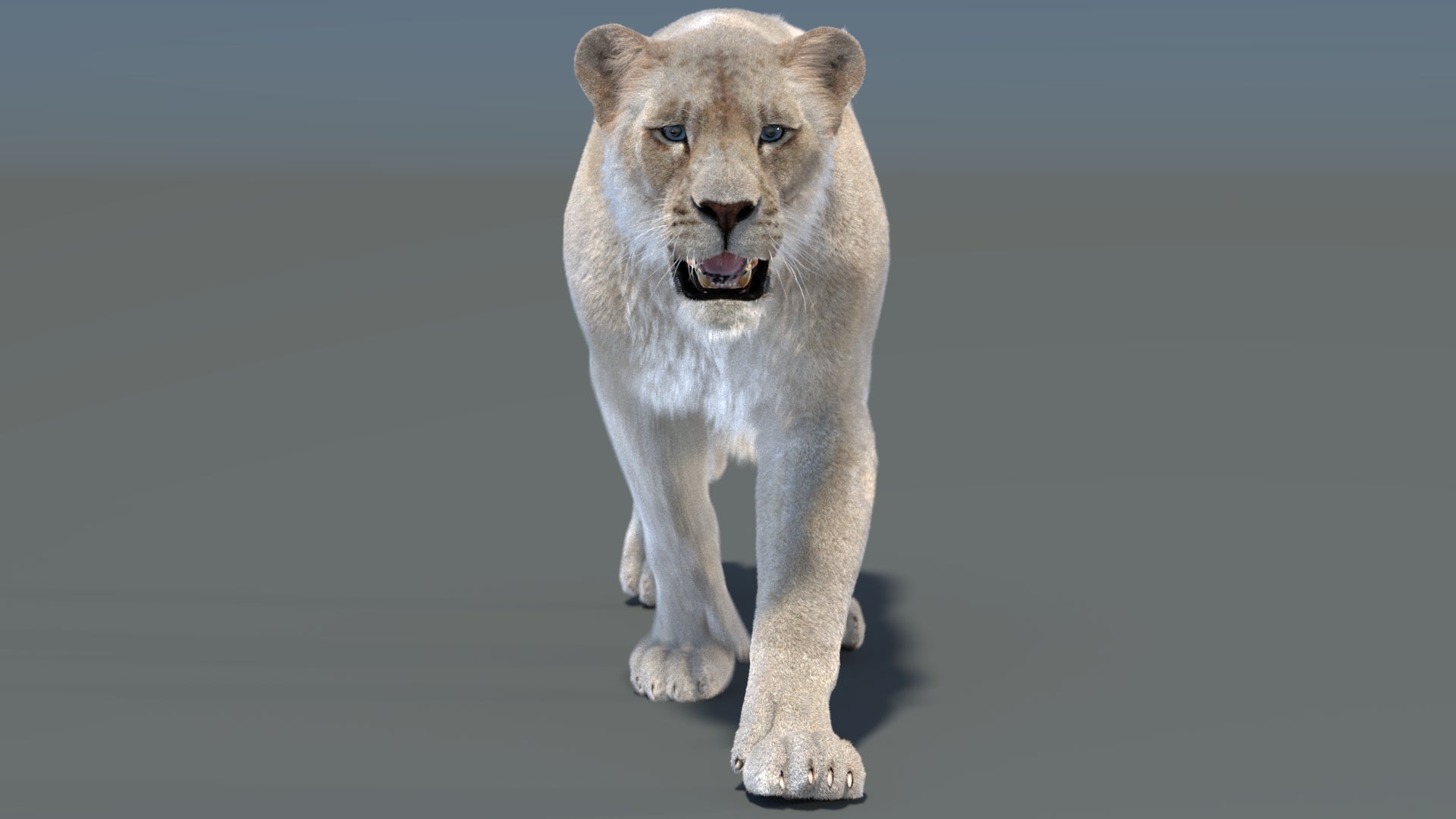 Animated White Lioness Fur 3D Model - 360 Degree View