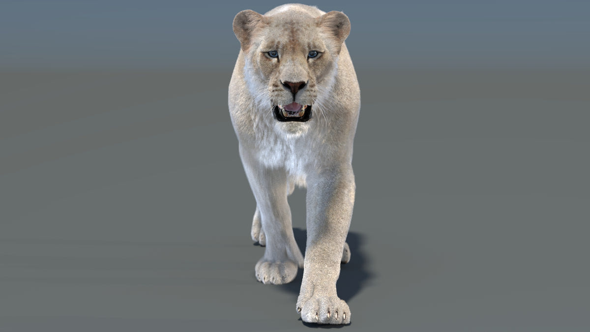 Animated White Lioness 3D Model - Hair and Fur - 360 Degree View
