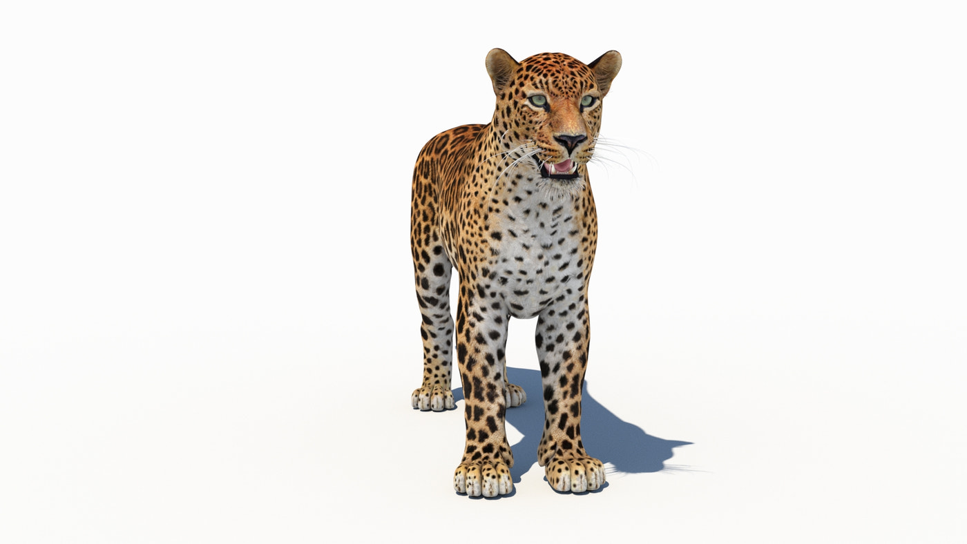 Amur Leopard 3D Model - 360 Degree View