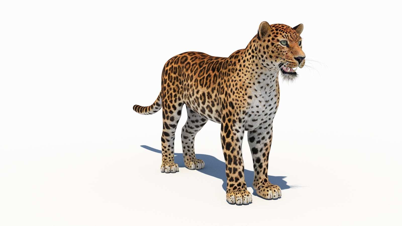Amur Leopard 3D Model 360° view 1 frame 3