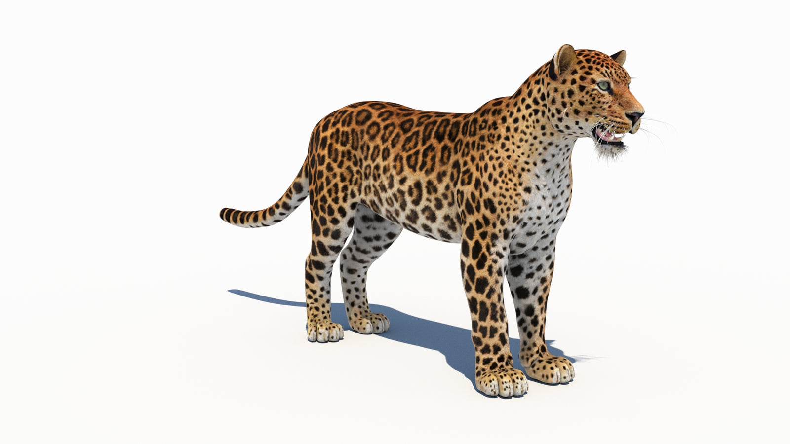 Amur Leopard 3D Model 360° view 1 frame 4