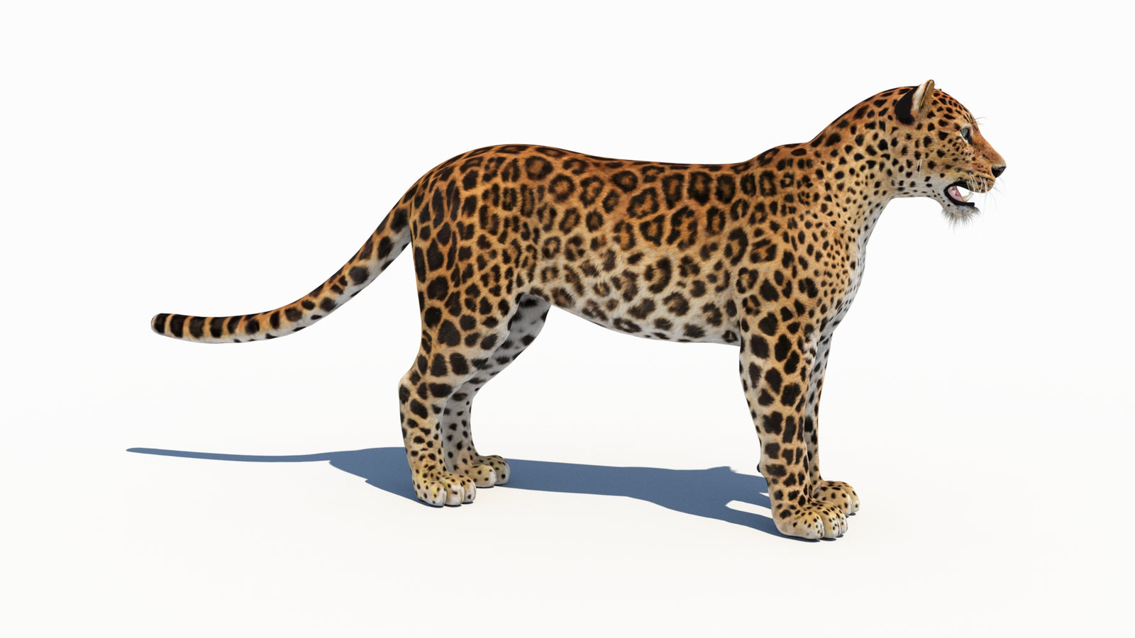 Amur Leopard 3D Model 360° view 1 frame 7