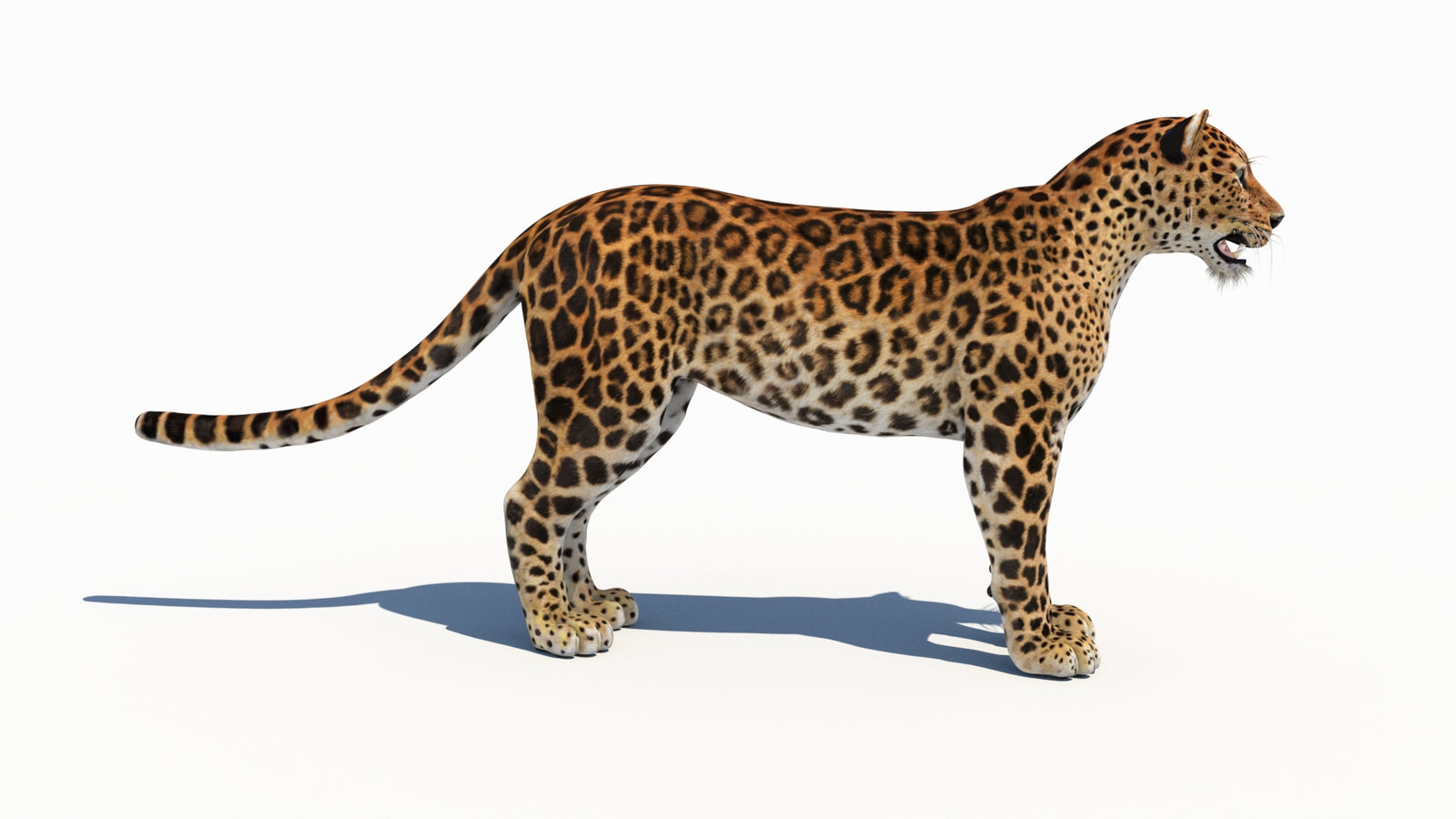 Amur Leopard 3D Model 360° view 1 frame 8