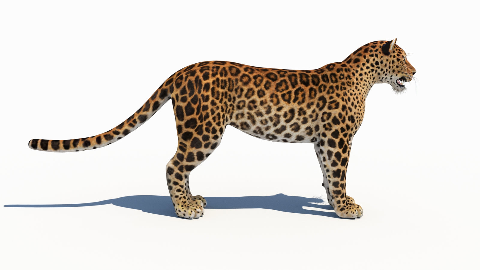 Amur Leopard 3D Model 360° view 1 frame 9