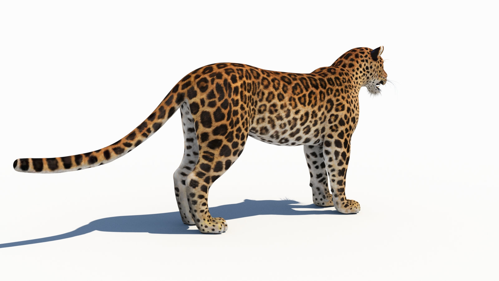 Amur Leopard 3D Model 360° view 1 frame 12