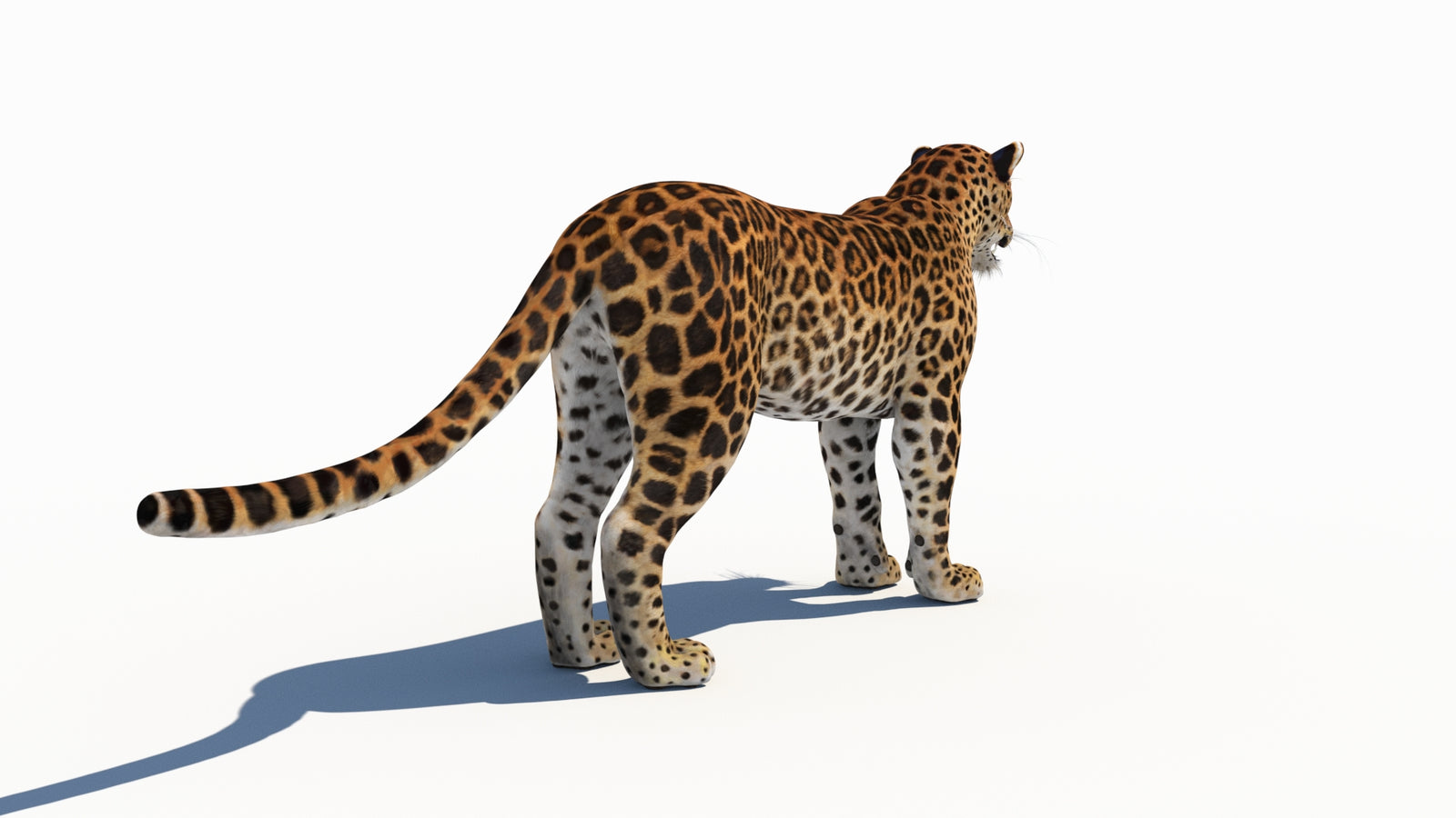 Amur Leopard 3D Model 360° view 1 frame 14