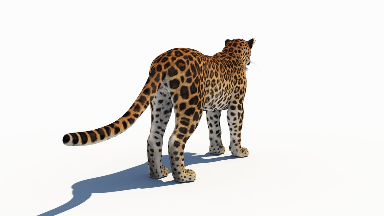 Amur Leopard 3D Model 360° view 1 frame 15