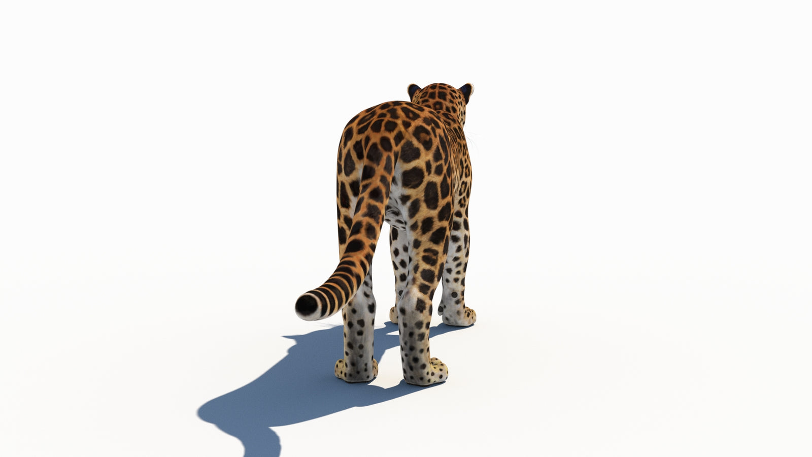 Amur Leopard 3D Model 360° view 1 frame 17