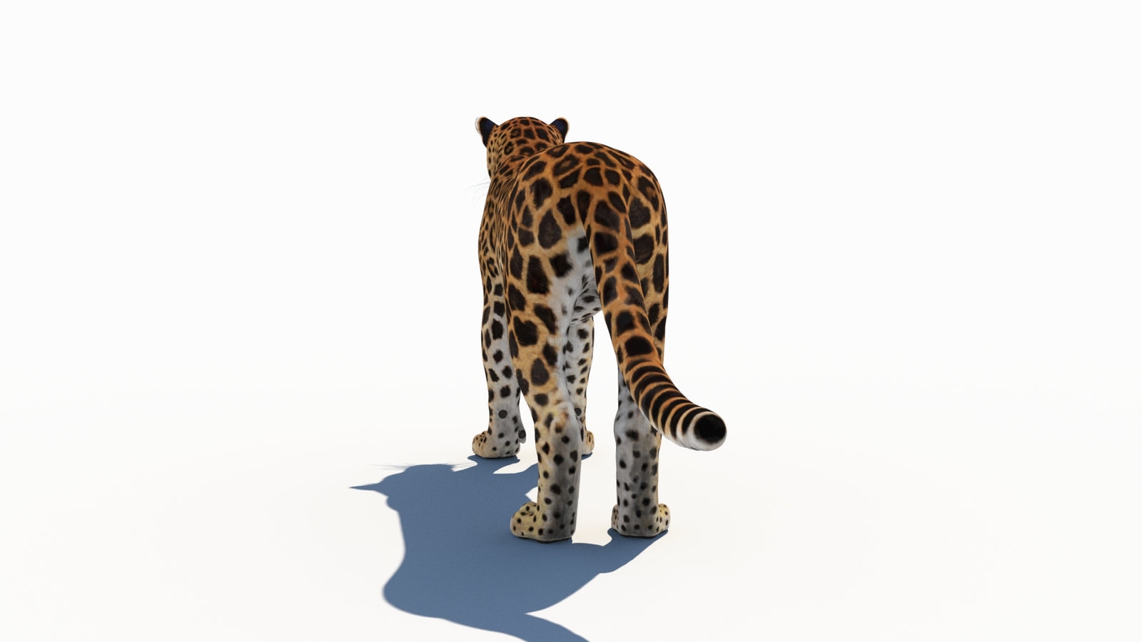 Amur Leopard 3D Model 360° view 1 frame 19