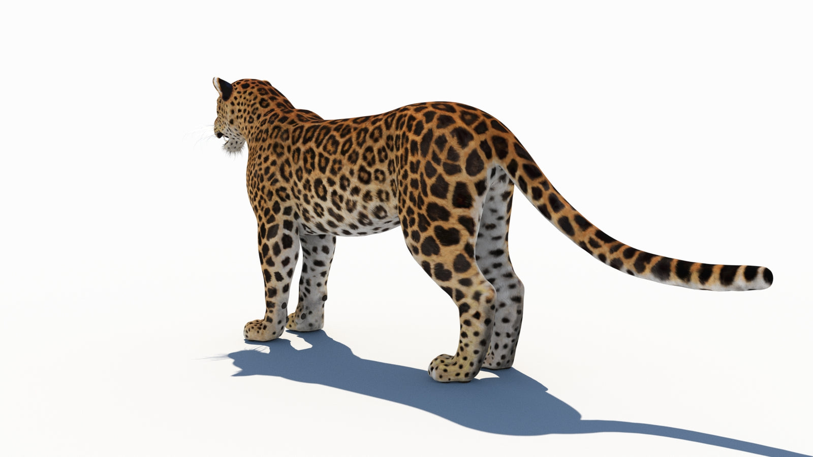 Amur Leopard 3D Model 360° view 1 frame 23