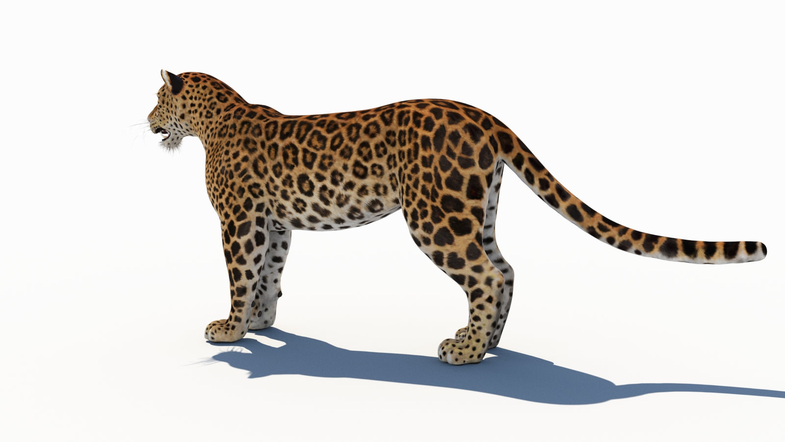 Amur Leopard 3D Model 360° view 1 frame 25