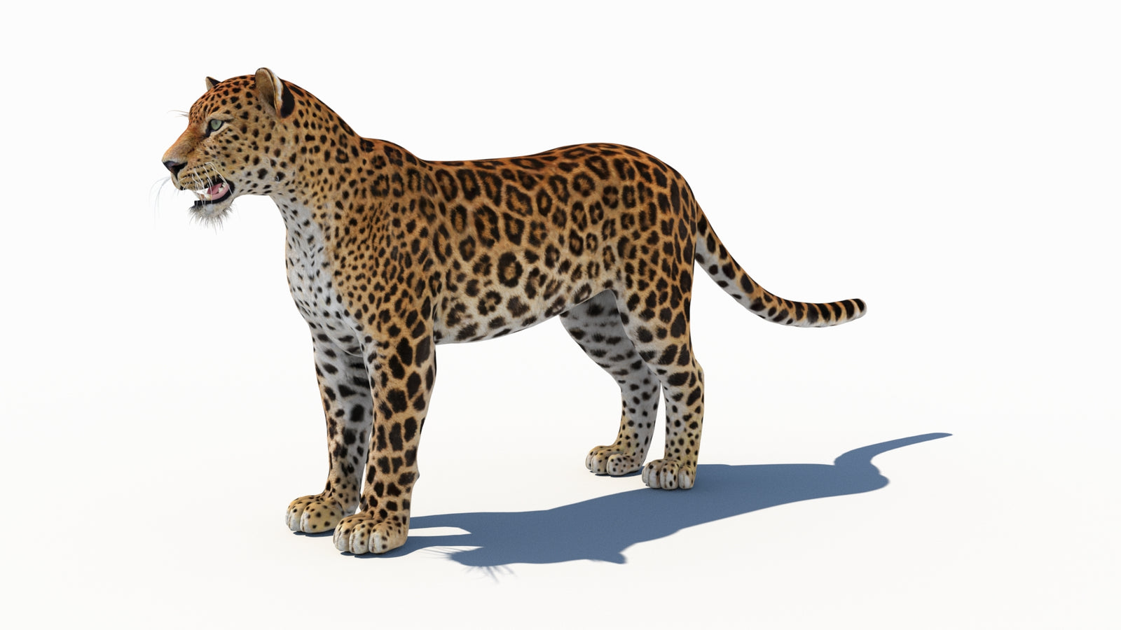 Amur Leopard 3D Model 360° view 1 frame 31